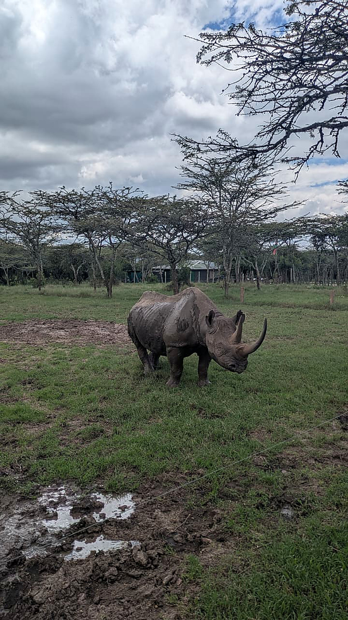 A black rhino standing in green grass with flat-topped acacia and a treeline behind