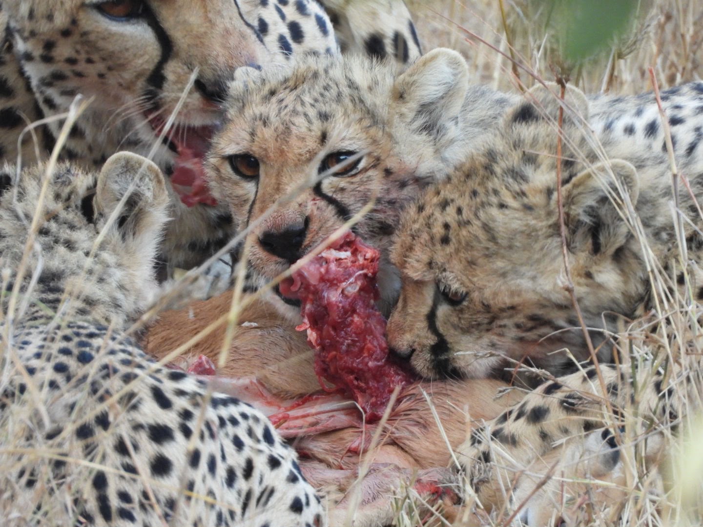 Several cheetah cubs feeding together on a small antelope carcass in dry grass, one looking up towards the camera