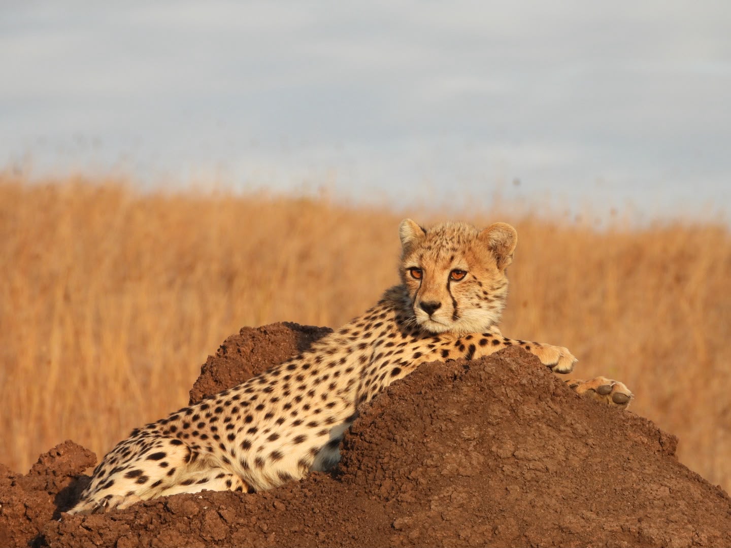 A cheetah lying on top of a red termite mound, watching out across open grassland