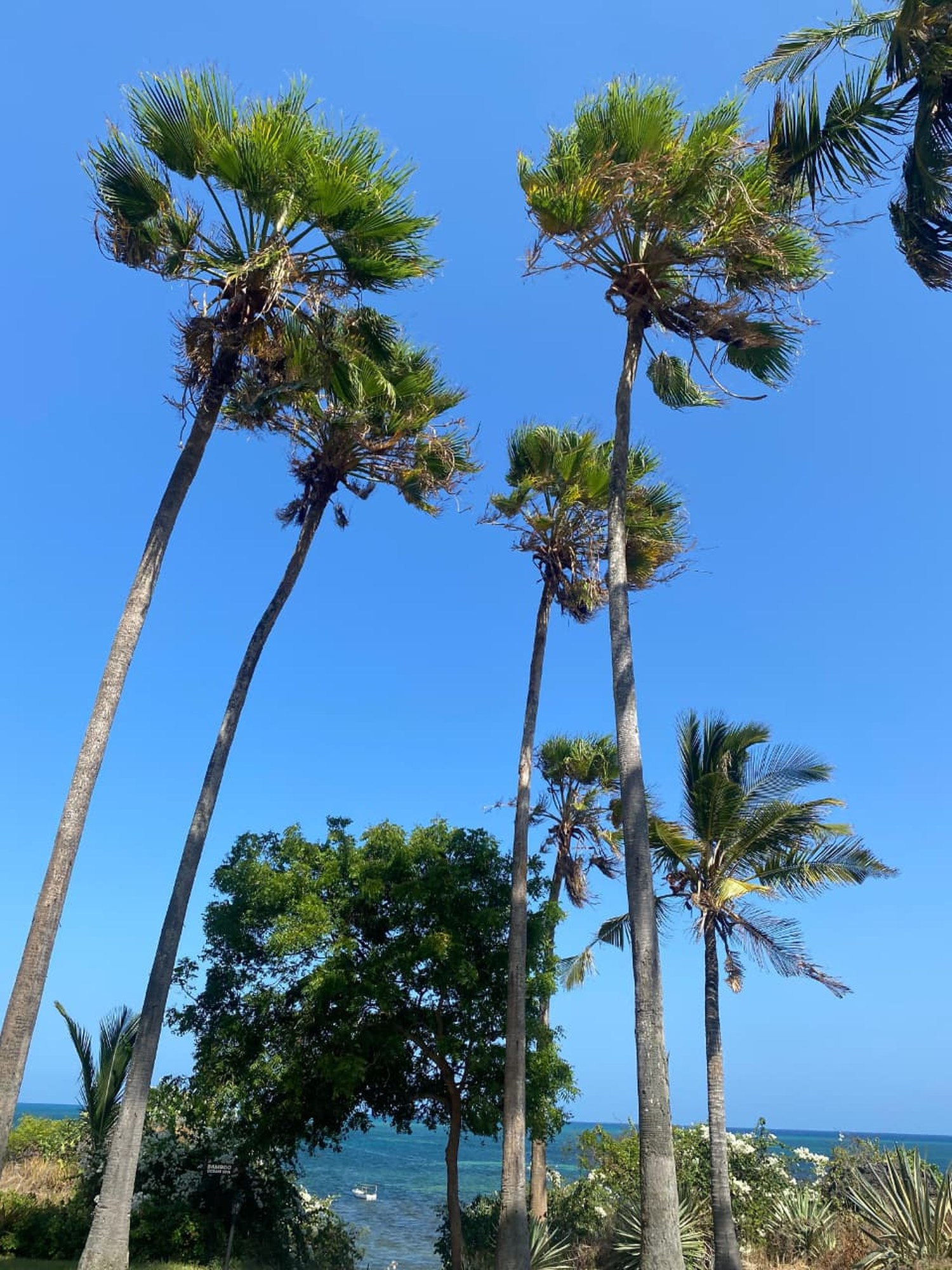 Tall coconut palms leaning over a coastal treeline with the sea visible beyond