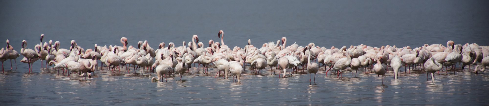 A long line of lesser flamingos standing in the shallows along the shore of Lake Nakuru, reflected in still water
