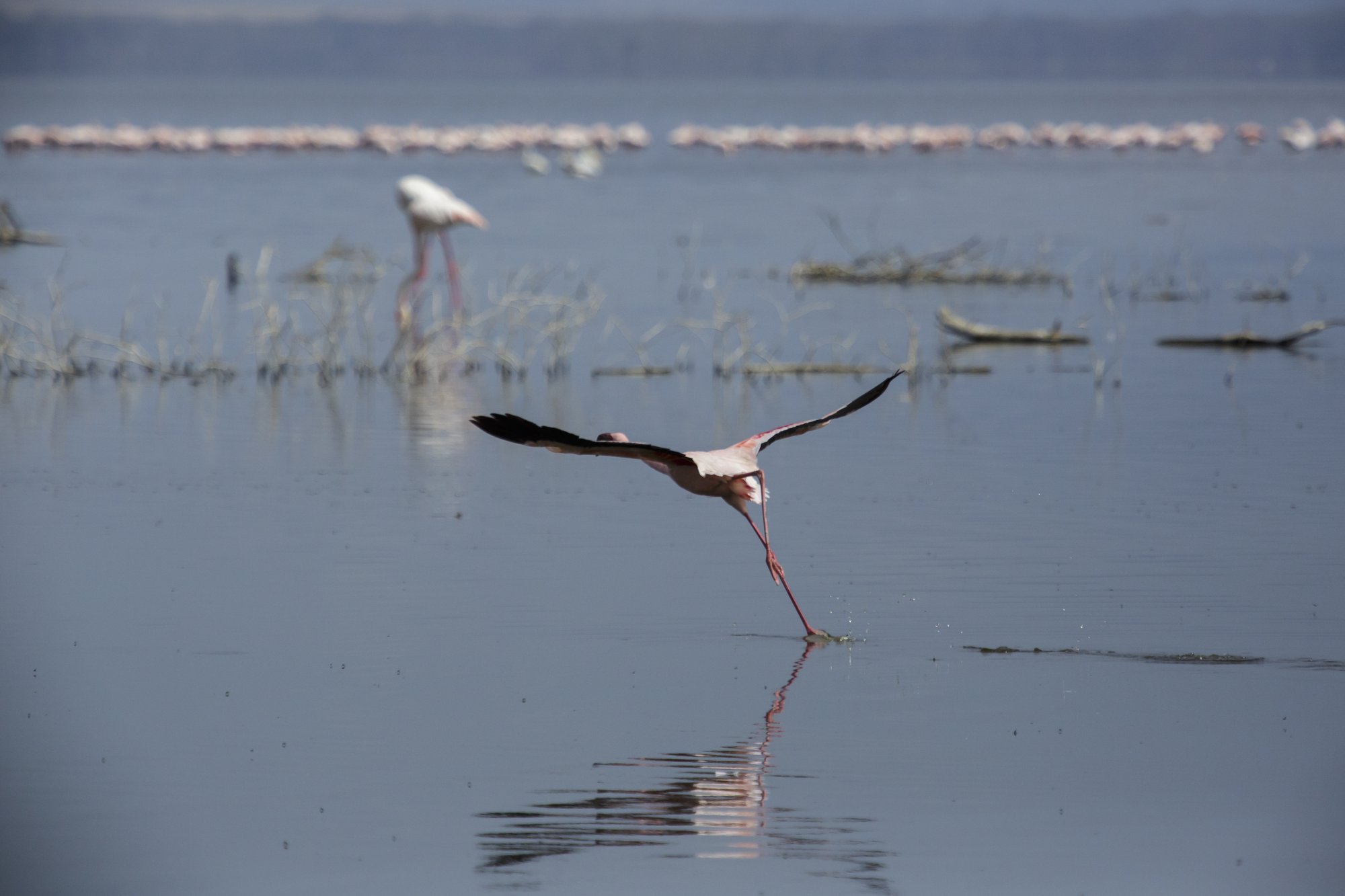 A flamingo coming in to land on the shallow water of Lake Nakuru with wings spread, the flock a pink line on the far shore