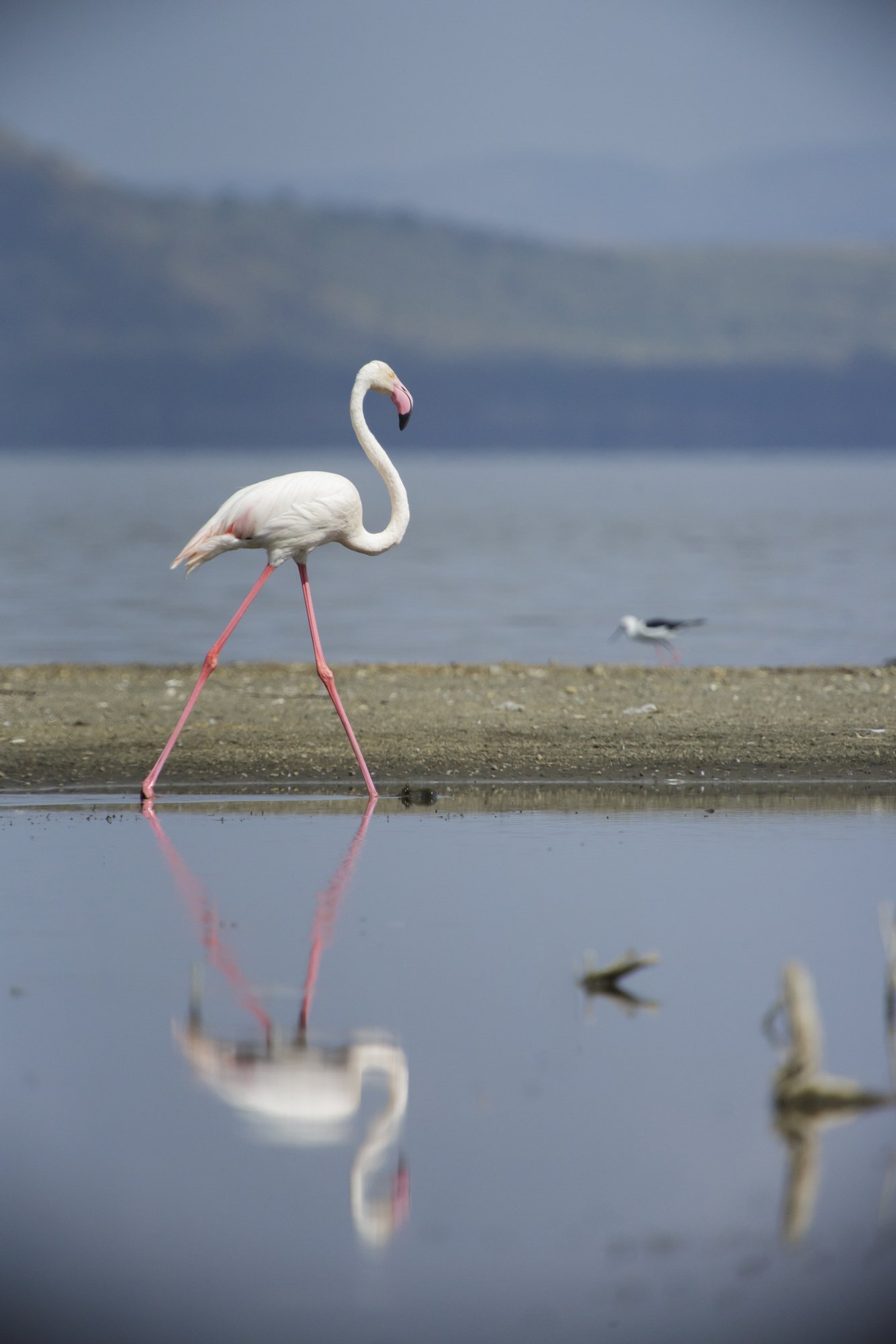 A greater flamingo standing on a sandbar at Lake Nakuru, mirrored in the still water below it