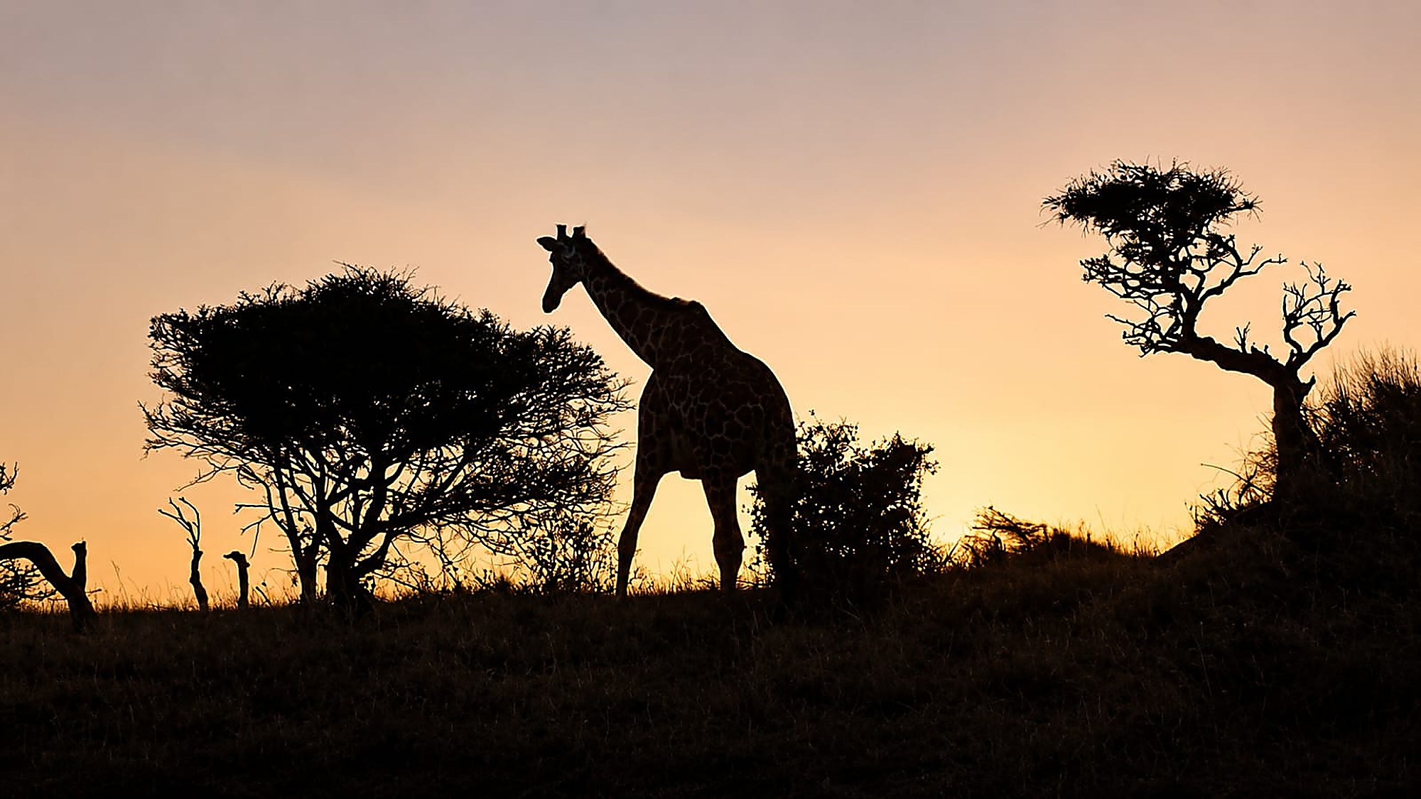 A giraffe browsing an acacia line as the sky burns out at dusk