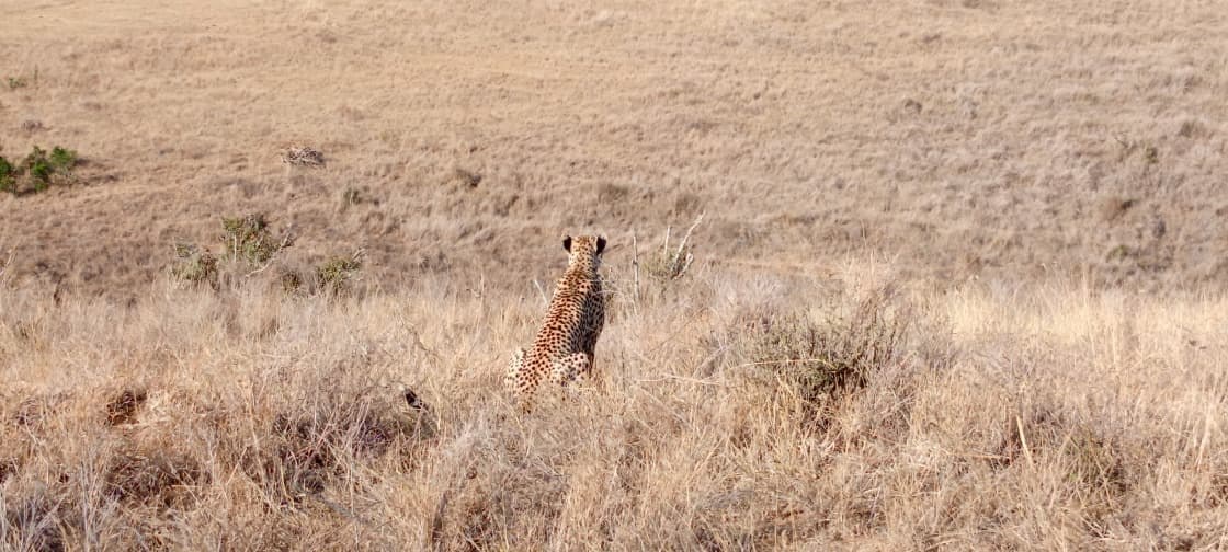 A cheetah sitting alert in dry golden grassland, looking away from the camera