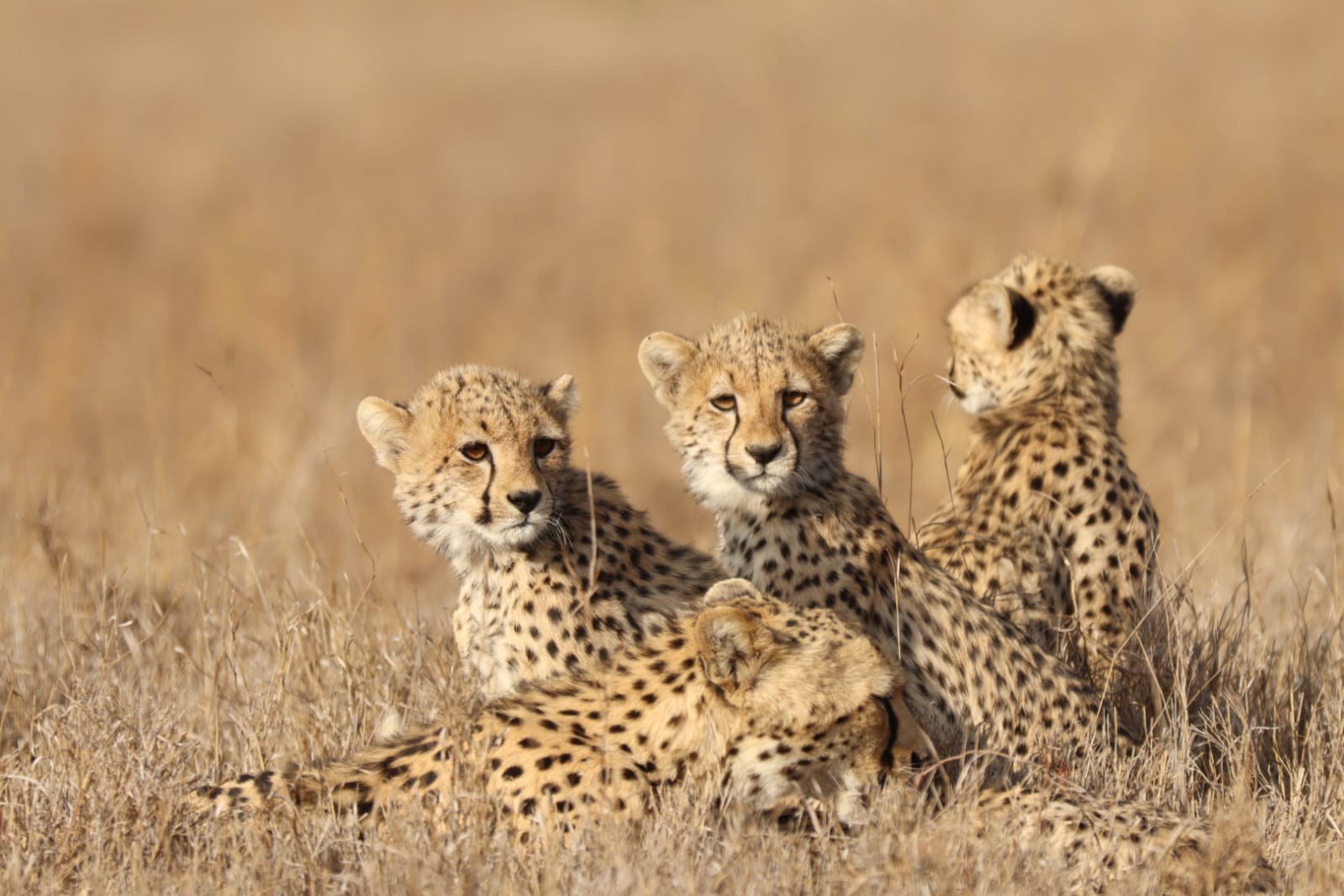 Three cheetahs resting close together in tall dry grass, looking towards the camera