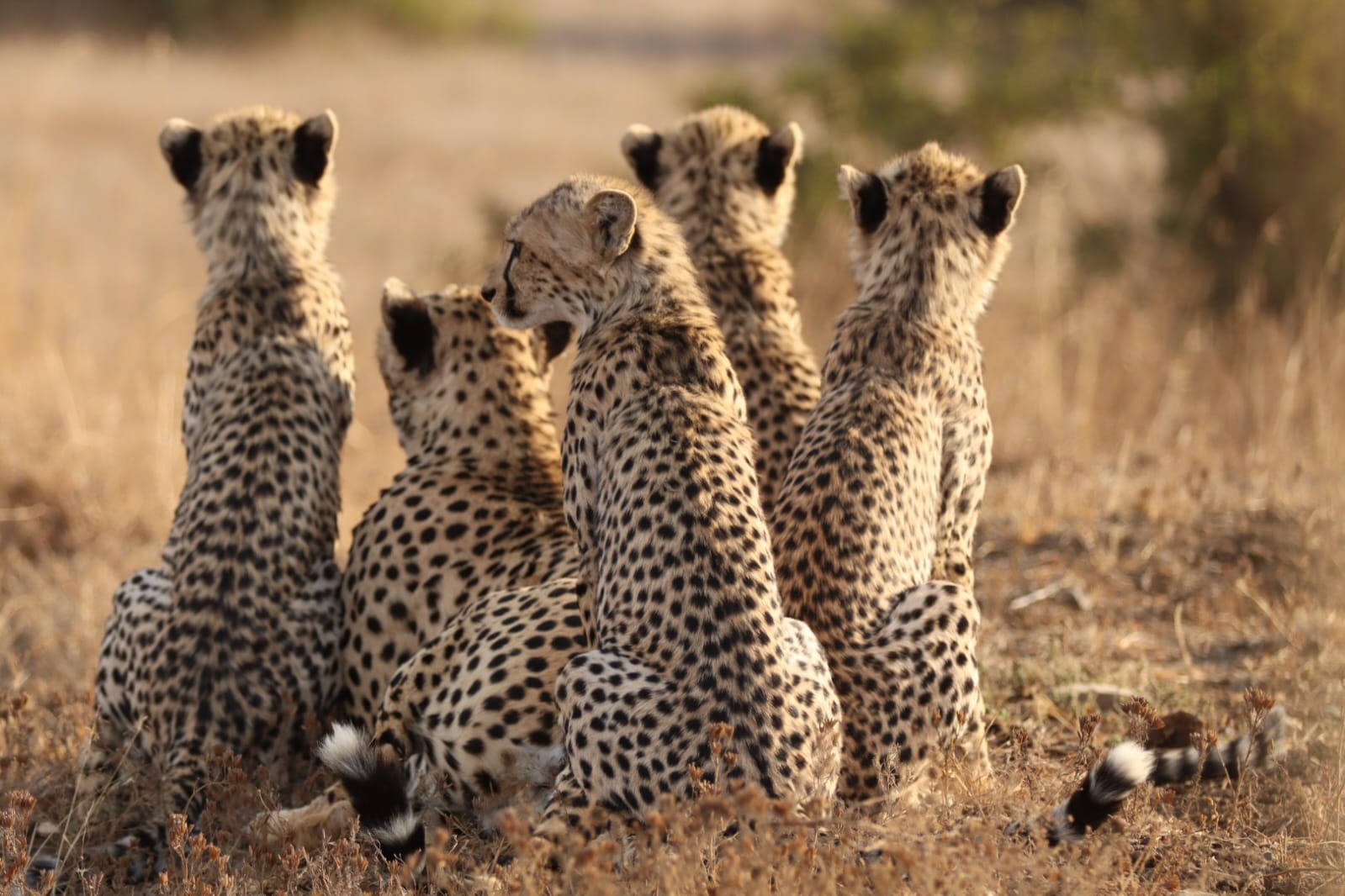 Five cheetahs sitting upright in a row in dry grass, heads raised and facing away