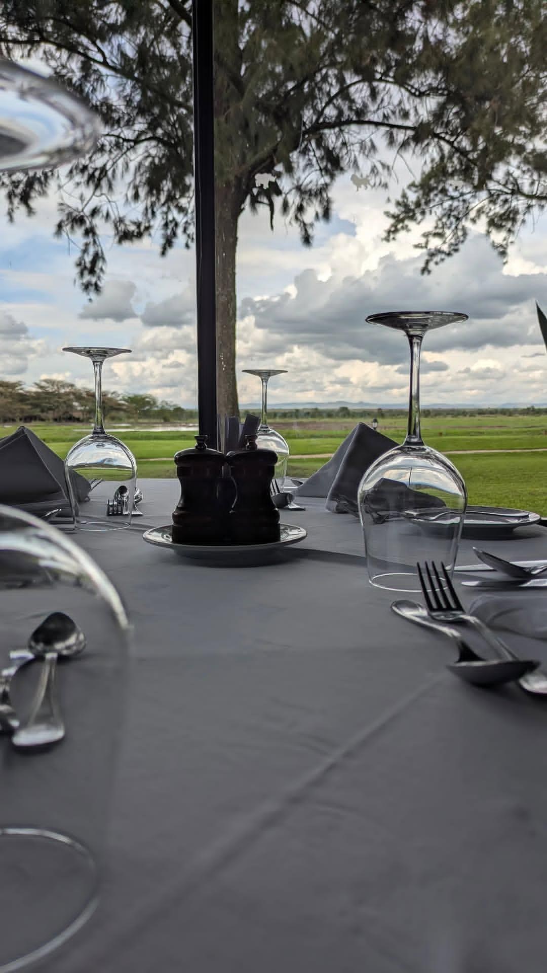 A table laid with glasses and cutlery under a tree, open grassland and cloud beyond