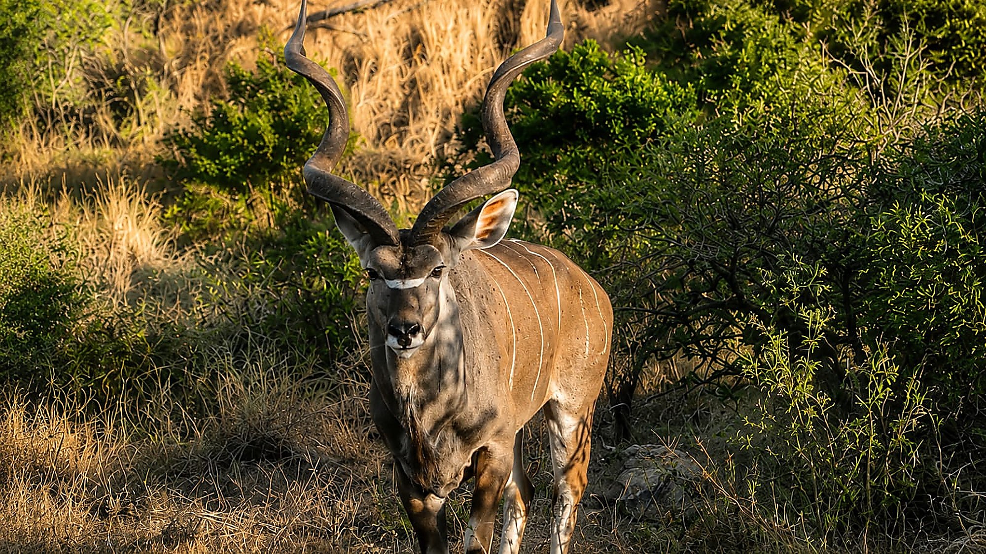 A greater kudu bull with tall spiralled horns standing in dry bush
