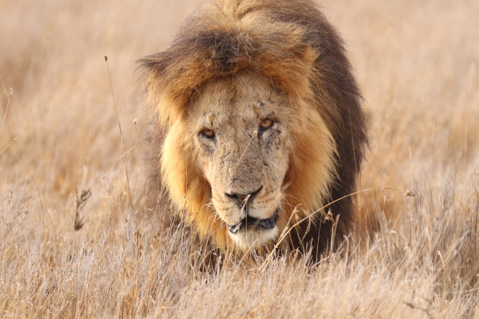 A maned lion walking directly towards the camera through dry golden grass