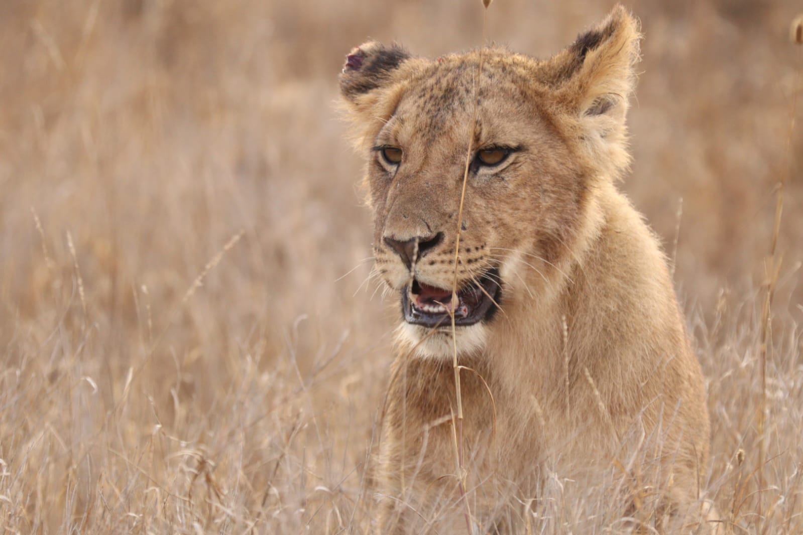 A young lion looking directly into the camera through tall dry grass