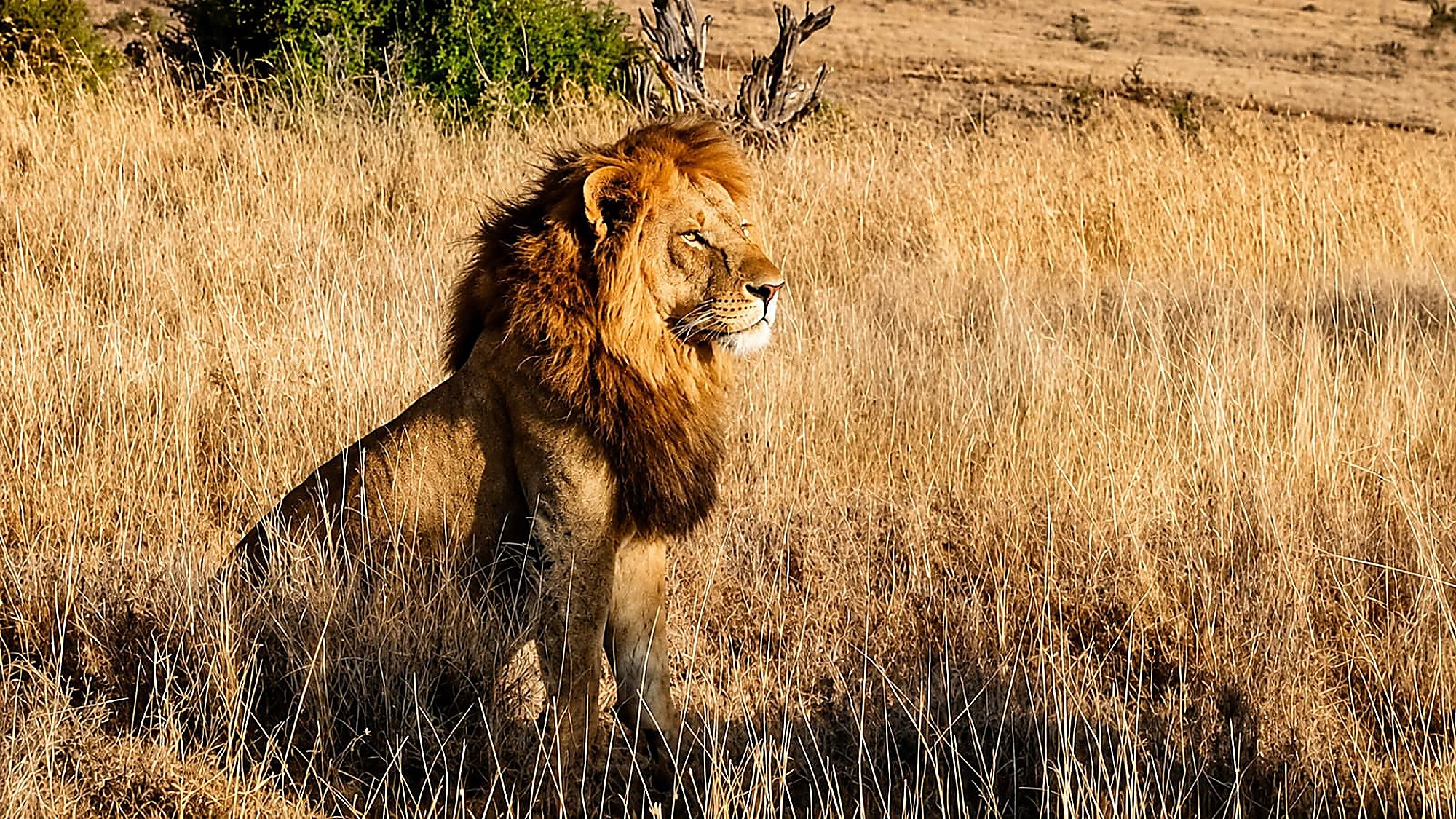 A maned lion sitting upright and alert in golden dry grass