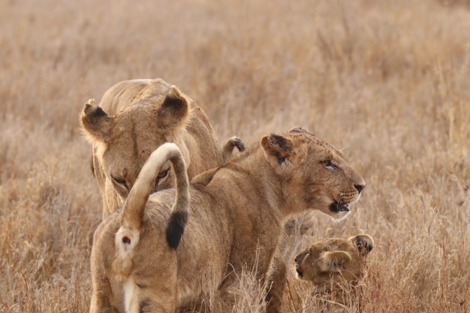 Two lionesses and their cubs pressed close together in dry grass, one nuzzling another