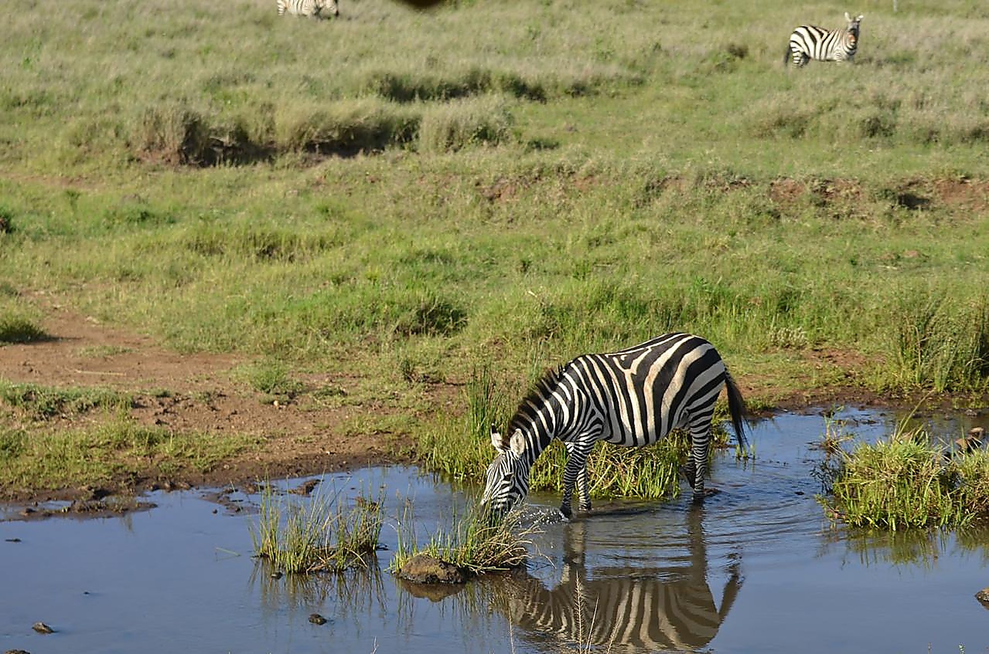 Wildlife gathered at a waterhole in the soft light of early morning