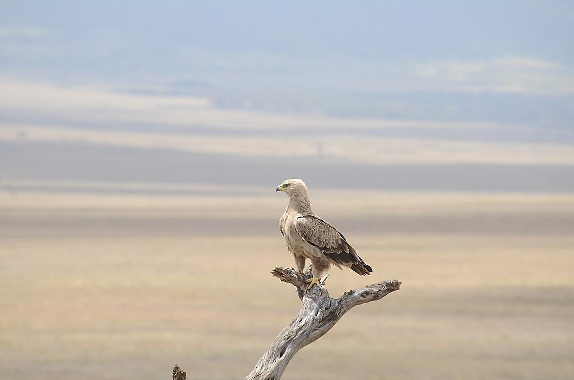 A tawny eagle perched and scanning the horizon