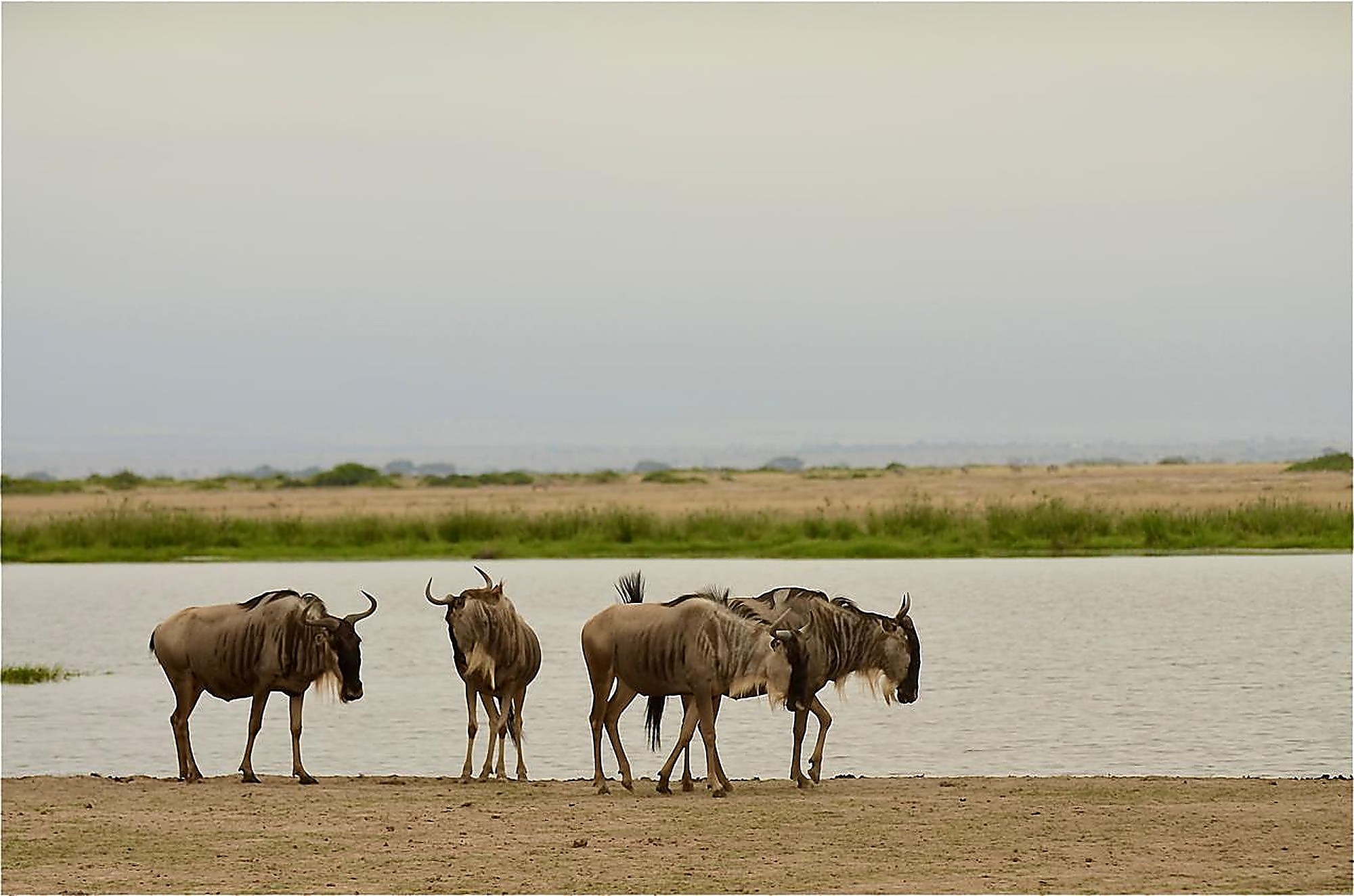 Four wildebeest walking along a still lake shore under a hazy sky