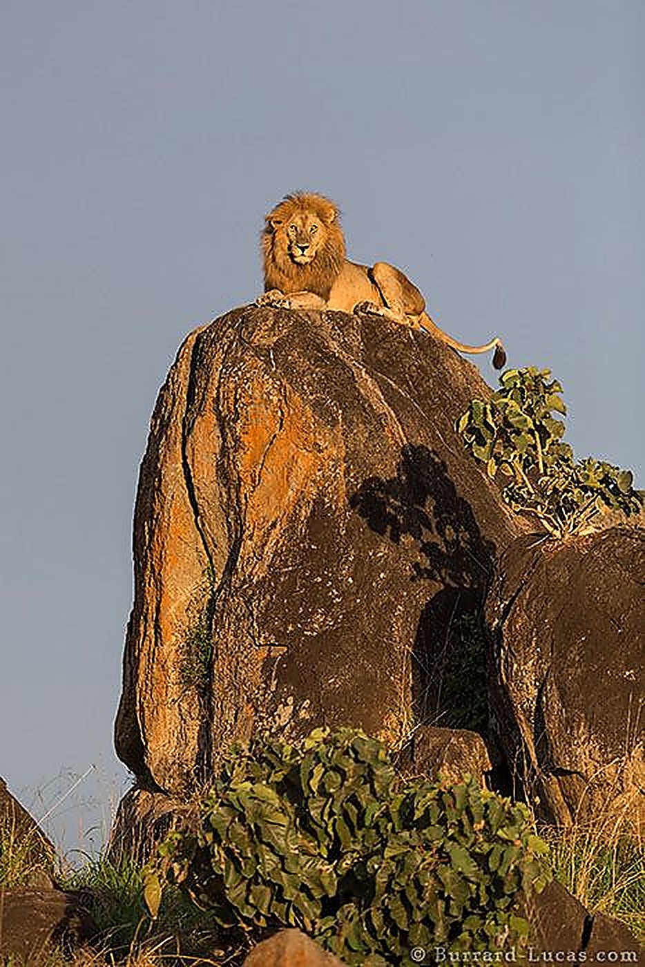 A lion perched on a rocky koppie surveying the valley below
