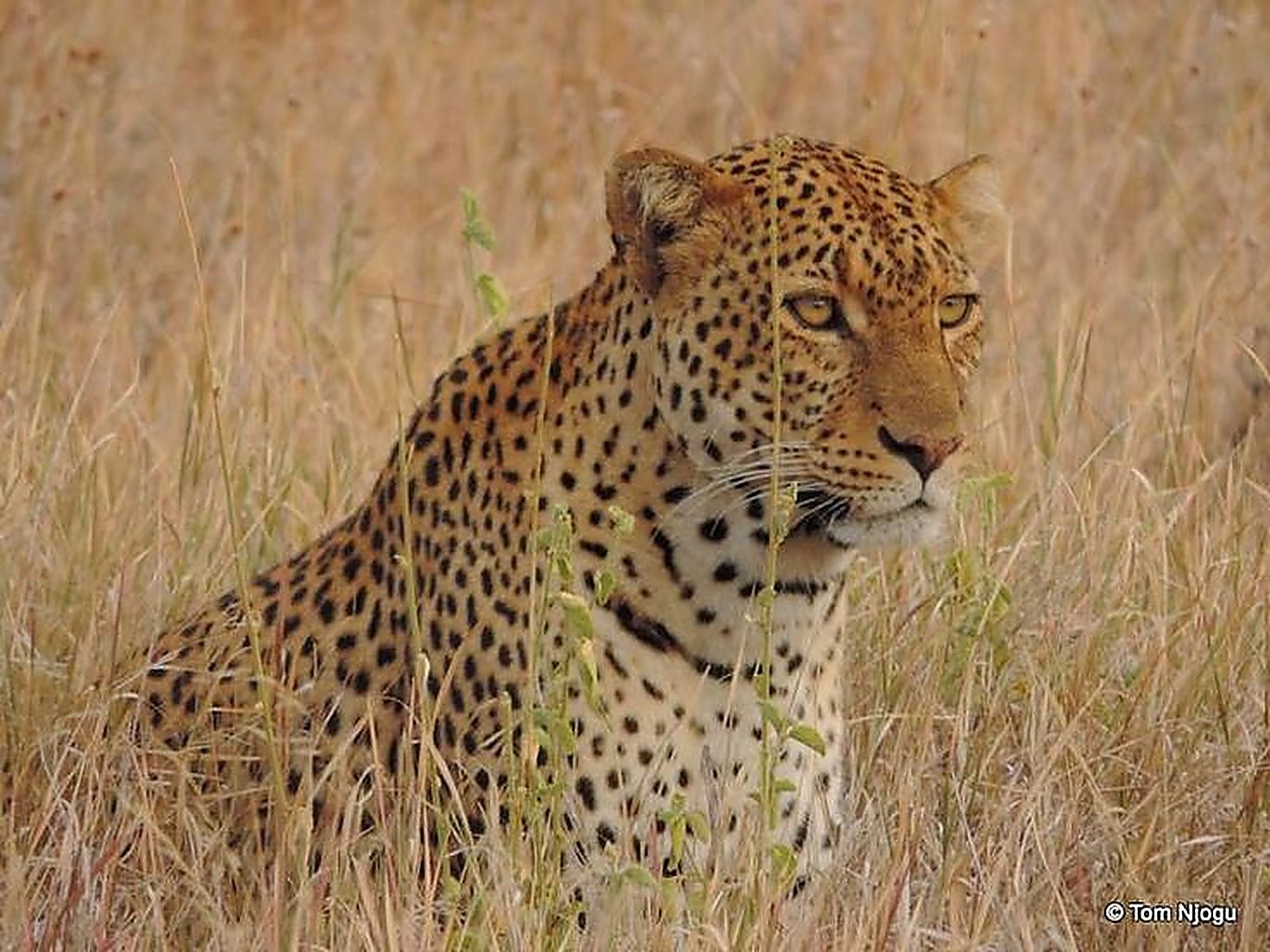 A leopard resting low in tall grass during the heat of the day