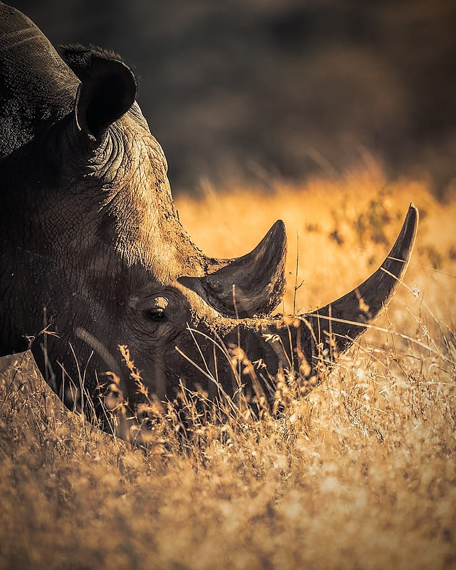Close-up of a rhino's head and horn lit by low golden sunlight in tall grass