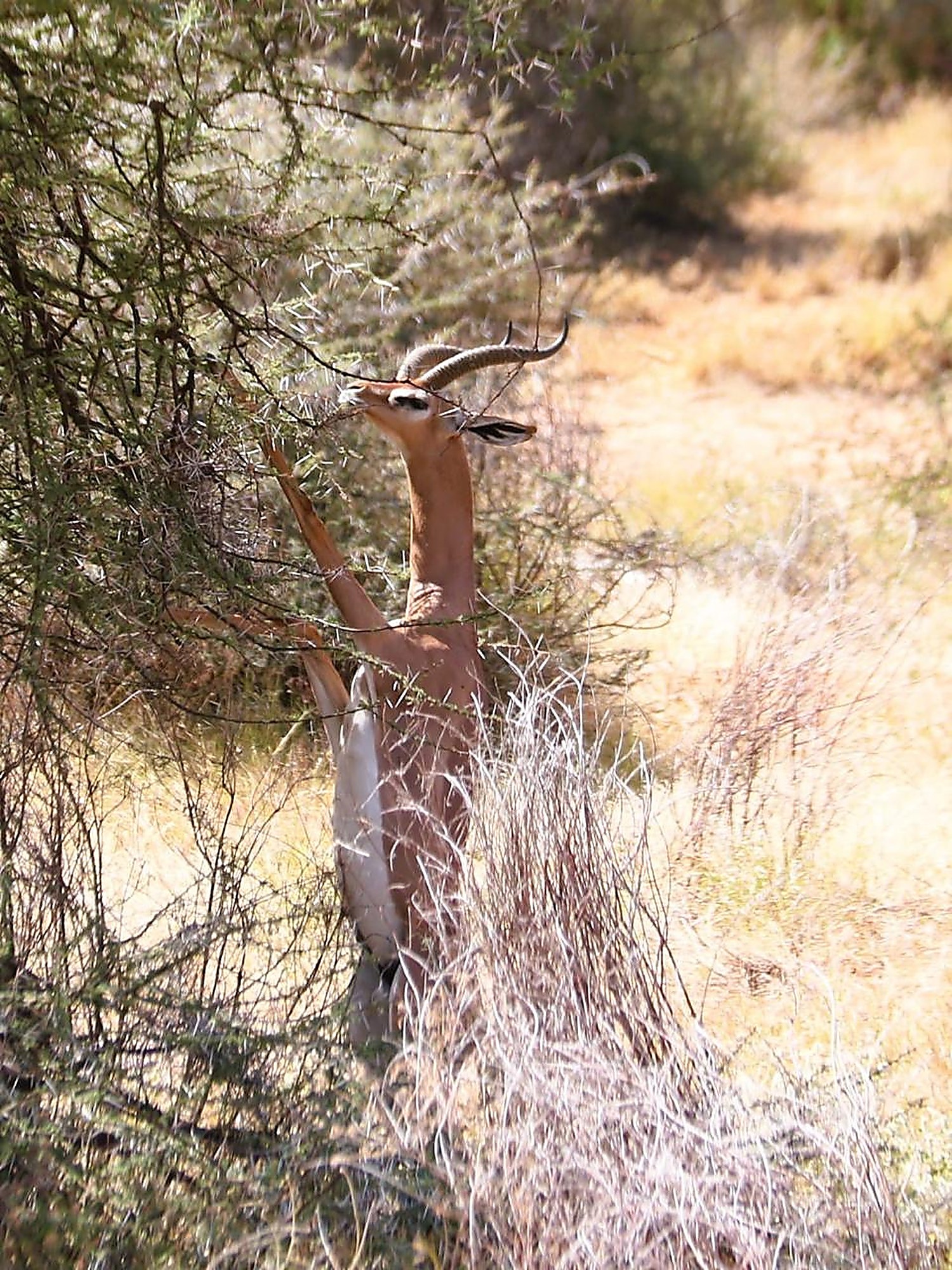 A gerenuk rising onto its hind legs to browse