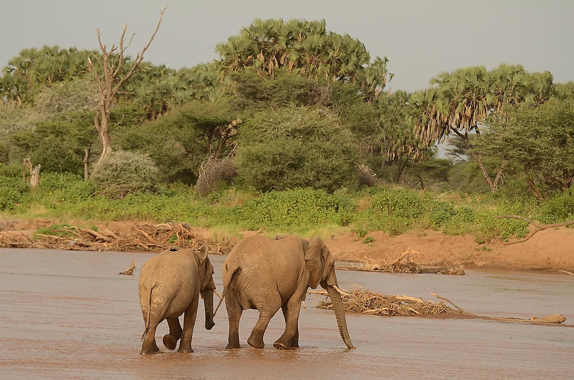 Two elephants wading across a muddy river lined with doum palms