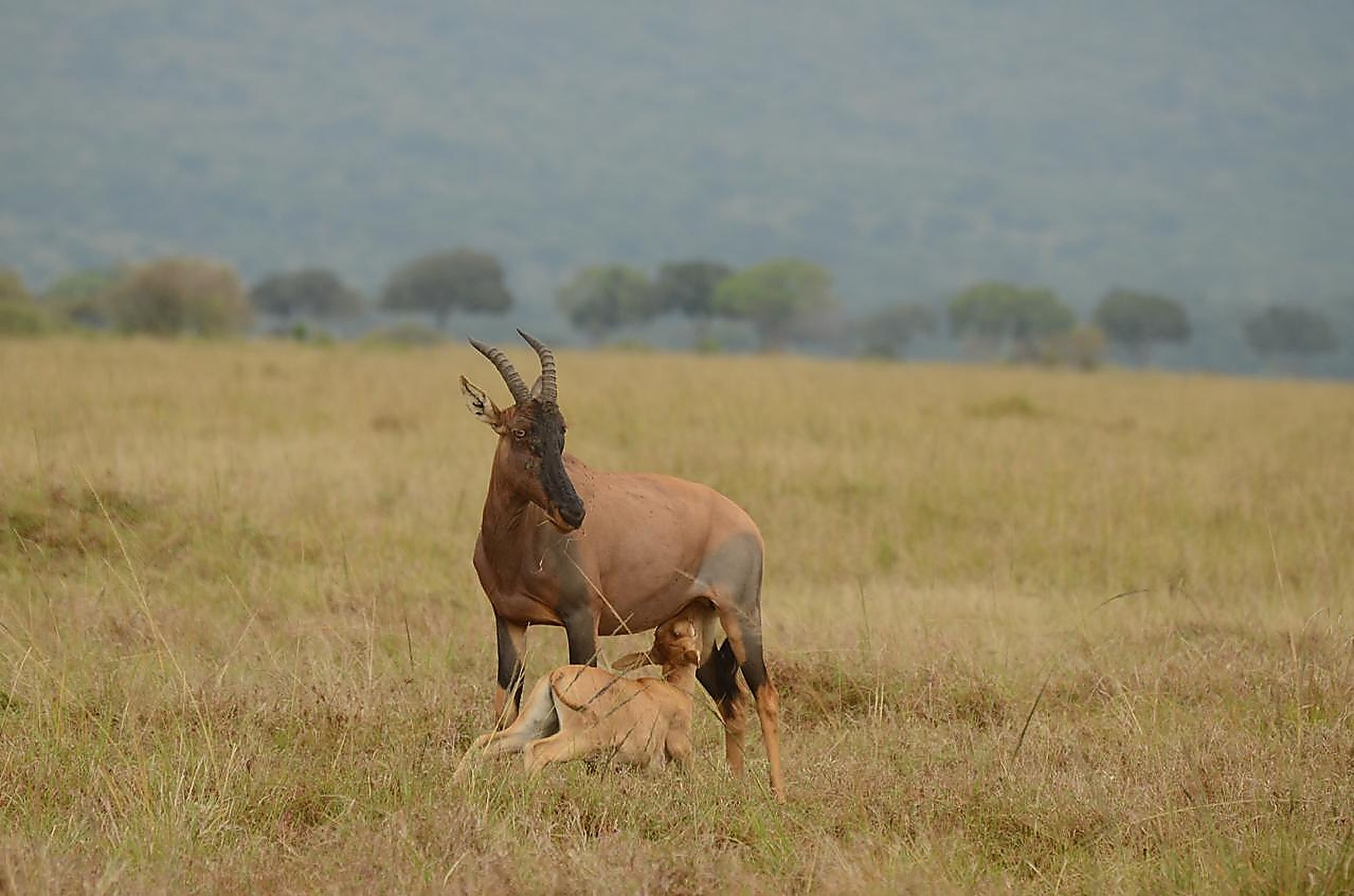 A topi antelope standing over a resting calf in golden grassland, hills hazy behind