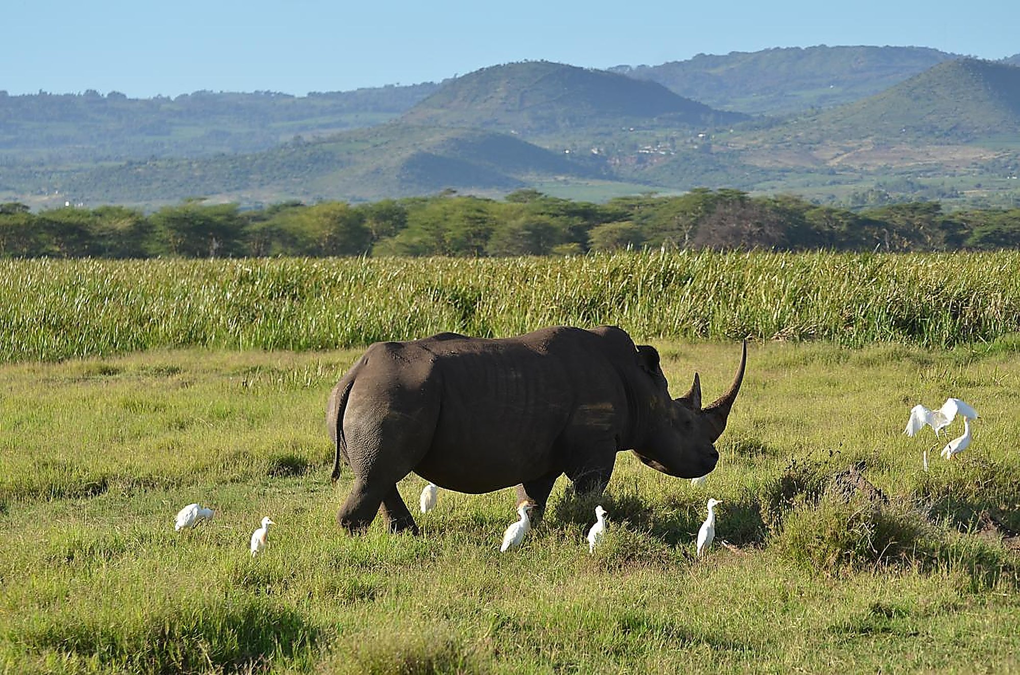 A rhino grazing in open grassland with cattle egrets around its feet and hills behind
