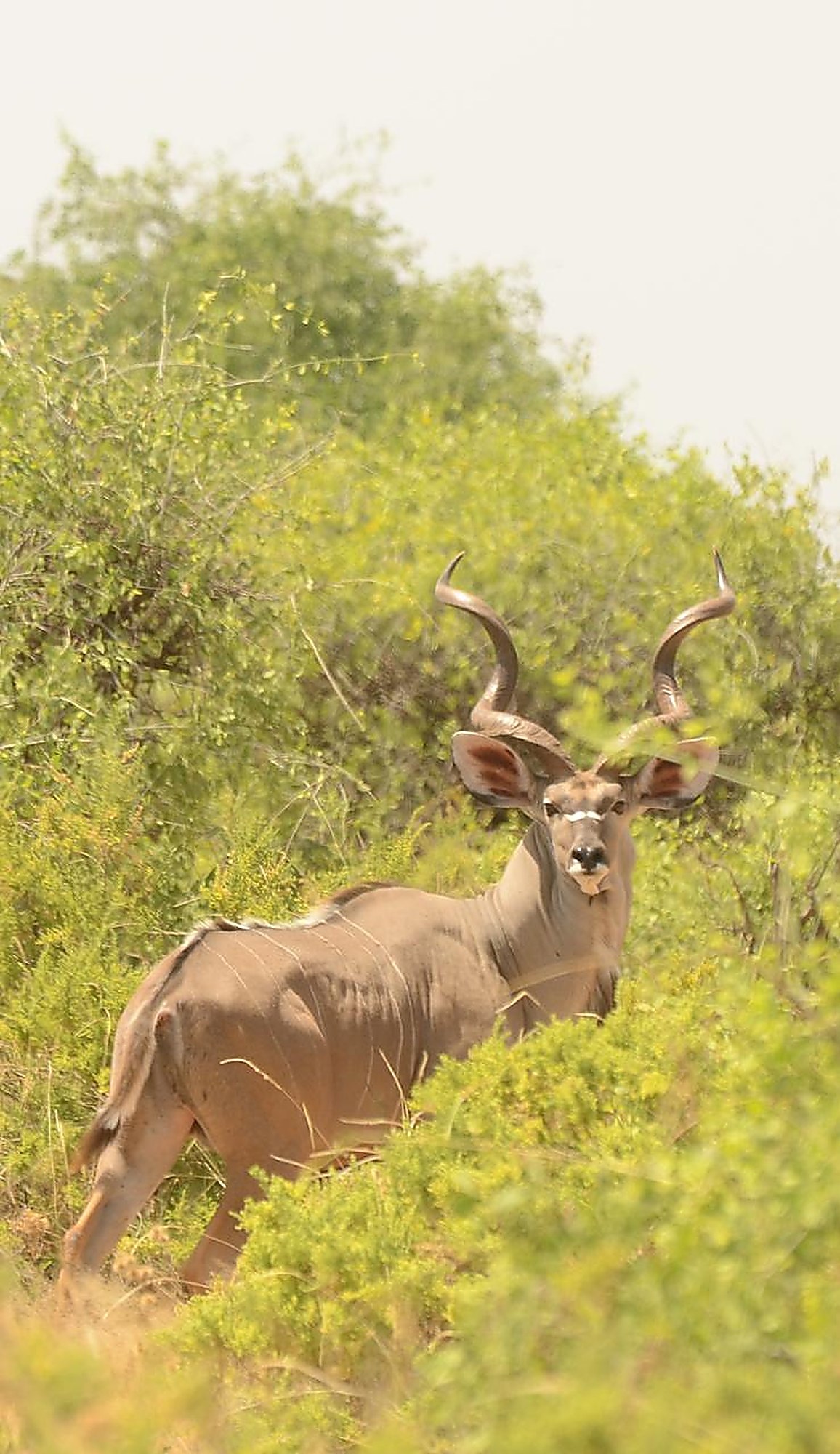 A greater kudu half-hidden in green bush, watching the vehicle