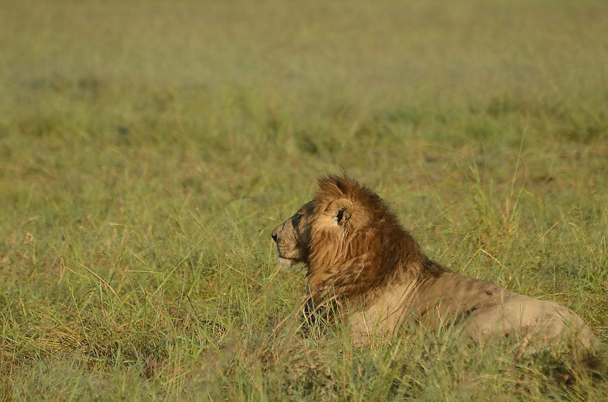 A maned lion resting low in green grass, glancing off to one side