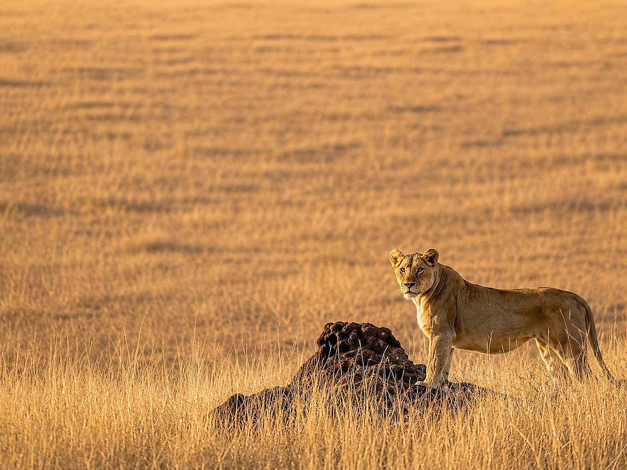 A lioness standing on a termite mound in golden grass, looking directly at the camera