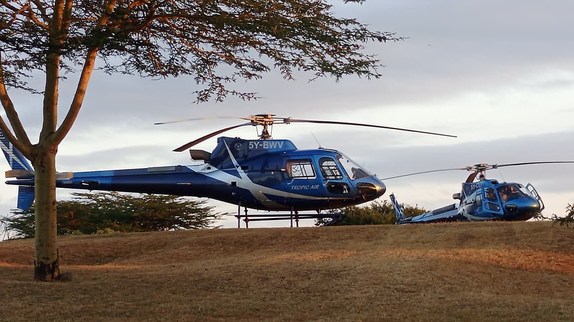 Two helicopters parked on a grassy slope beneath a spreading acacia tree at dusk