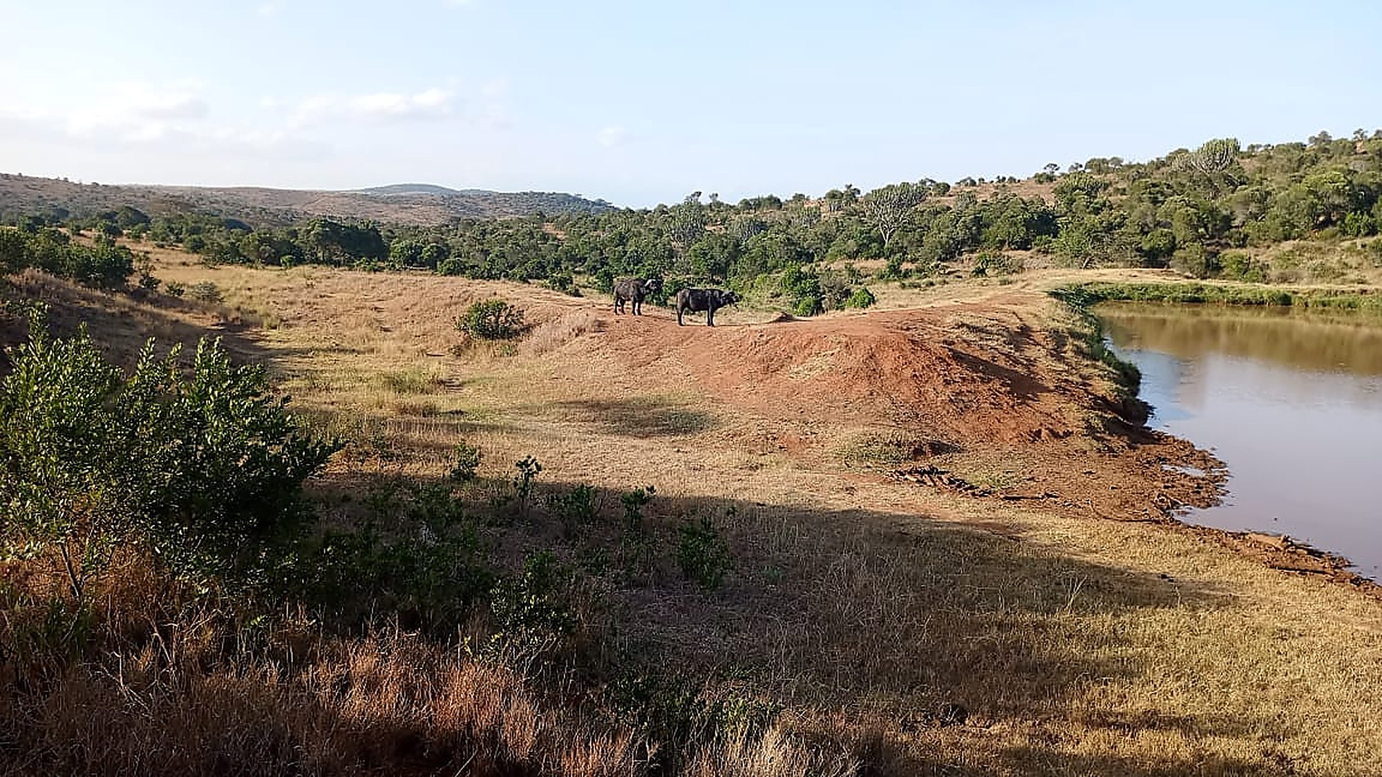 Two buffalo on a red-earth bank above a still waterhole, green hills behind