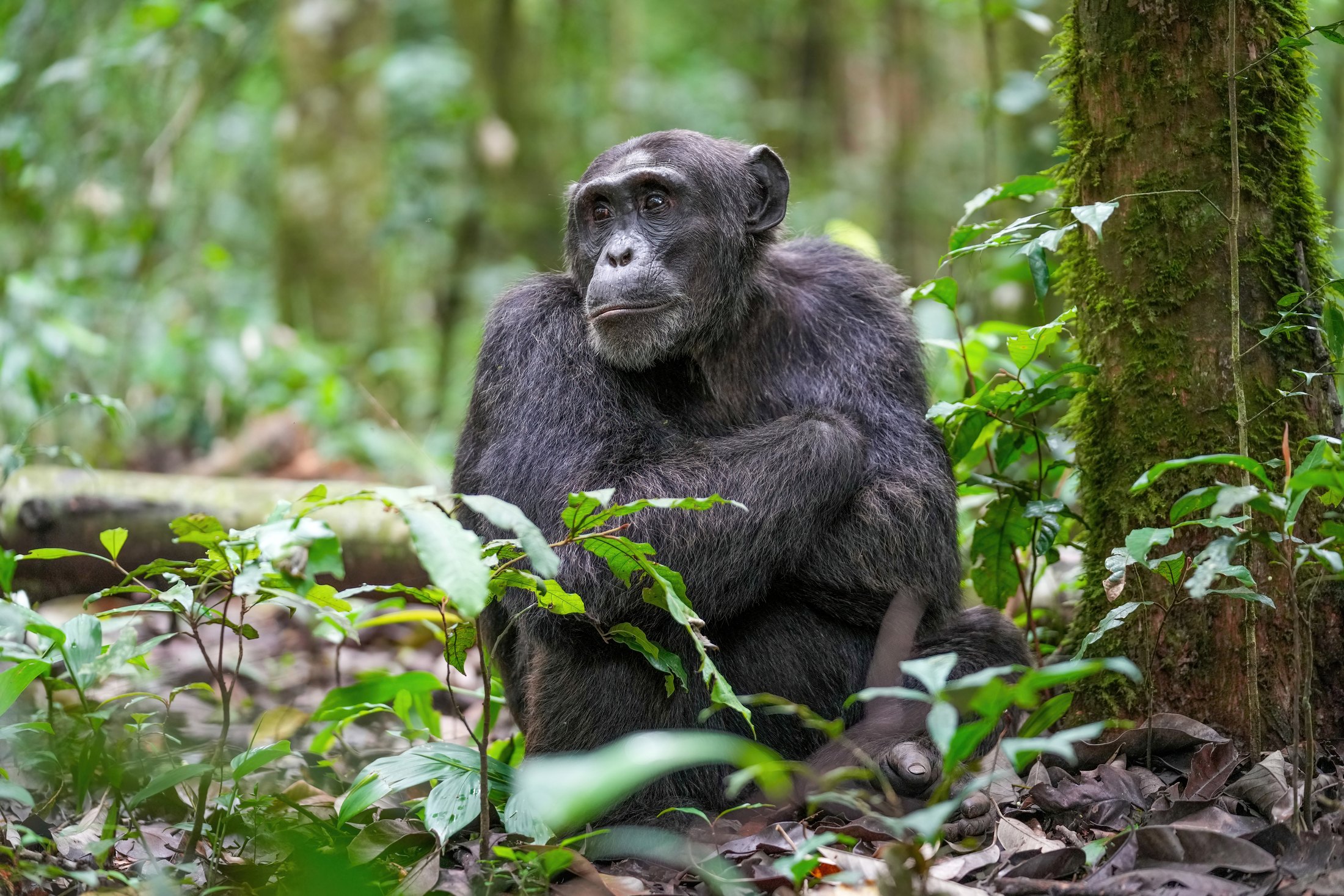 An alpha male chimpanzee on the forest floor in Kibale National Park
